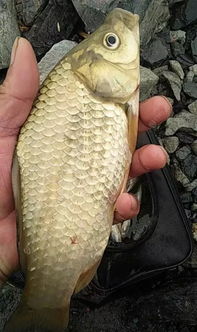 扬竿中鱼 冬季野钓大鲫鱼的一些技巧及细节,保你可以钓得盆满钵满