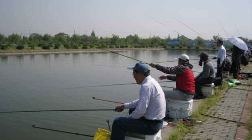 钓瘾难耐时,去玩野钓还是去玩黑坑 我来告诉你怎么选择