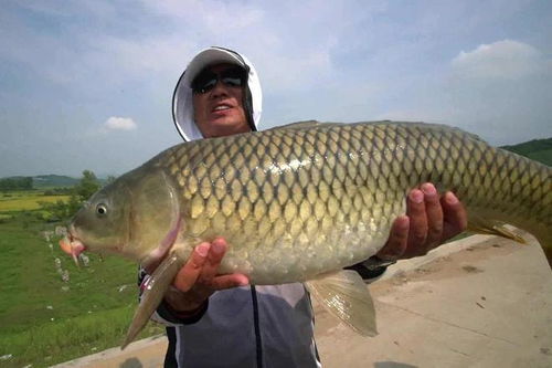 夏天钓野生大鲤鱼的用饵技巧,比任何商品饵都好用