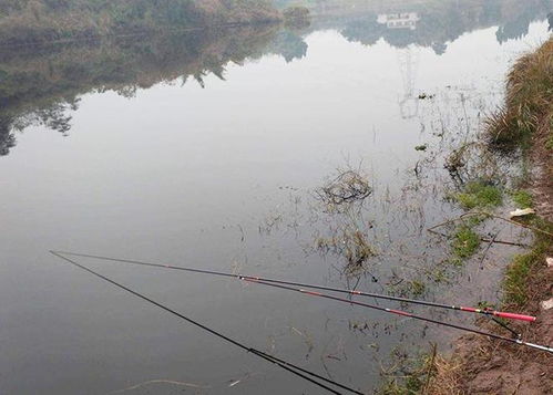 蚯蚓钓鱼不考虑这些因素,鱼密度再高,也不一定多钓鱼