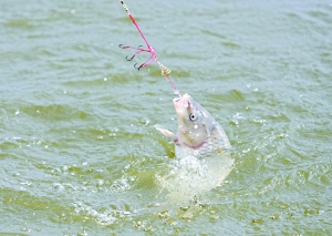 商周传说与垂钓文化 姜太公钓鱼的隐喻与影响