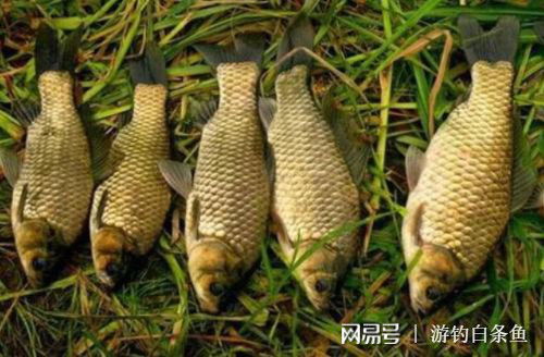 重塑爆护信心 对加维生素钓鱼的疑问解析