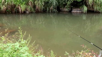 钓鱼小康的个人频道 垂钓之旅