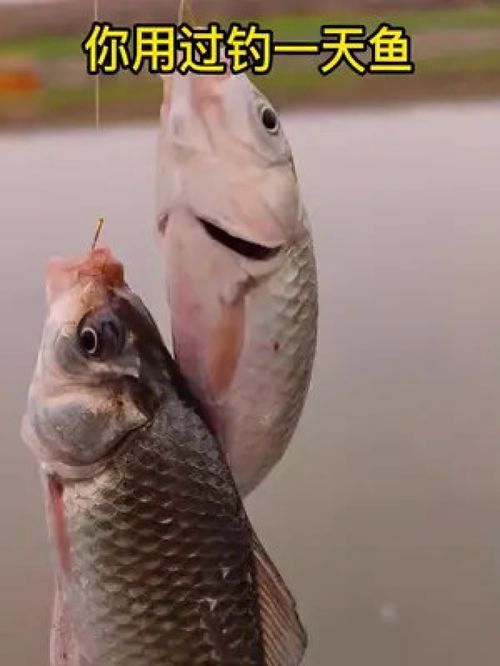 子线的耐用之道 一副子线可用数日的垂钓装备选择技巧