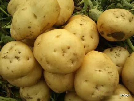 热天钓鱼别用蚯蚓了,用上这一厨房小物,1次5滴,新手都能爆护